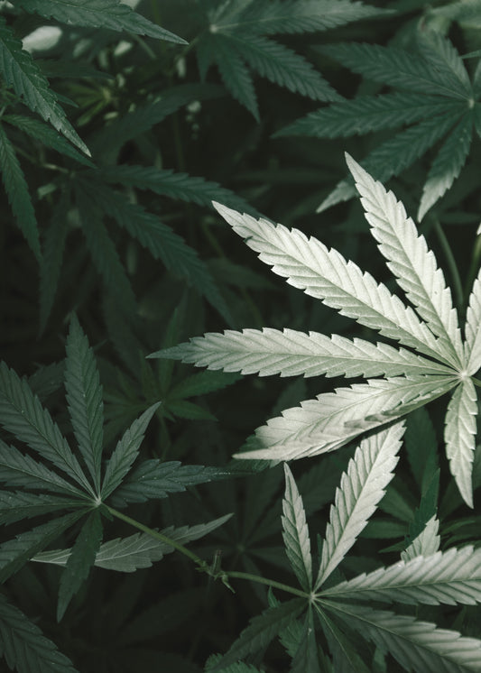 Hemp Care Szampon do włosów i Krem do włosów Sublime Finishing z olejem konopnym